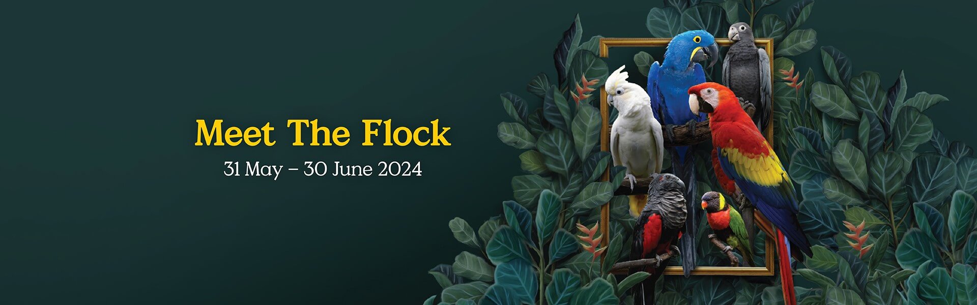 Meet the Flock , Singapore
